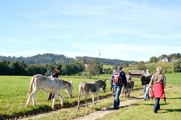 Herbstliche Eselwanderung mit den Eseln der Asinella Eselfarm.