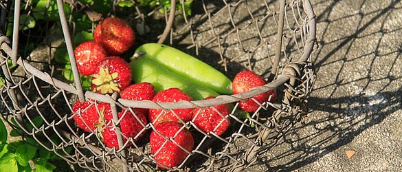 Obst und Gemüse selber ernten