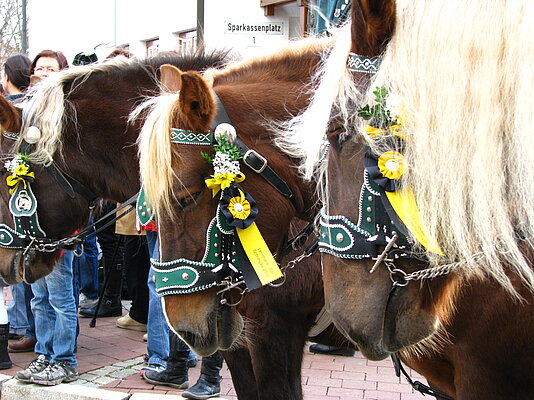 Leonhardiritt in Schongau