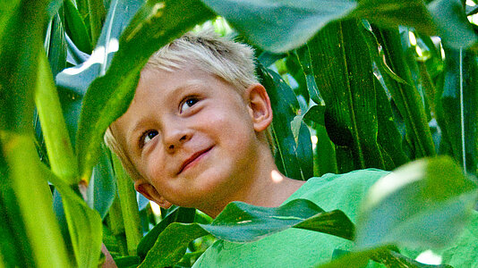 Kleiner Junge zwischen meterhohen Maispflanzen